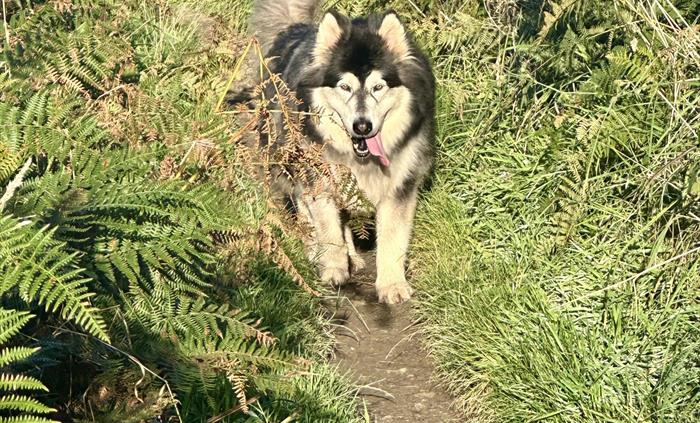 Join us fabulous walks!🏴󠁧󠁢󠁷󠁬󠁳󠁿